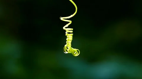 Vine of ivy gourd. Stock-Footage 62501919