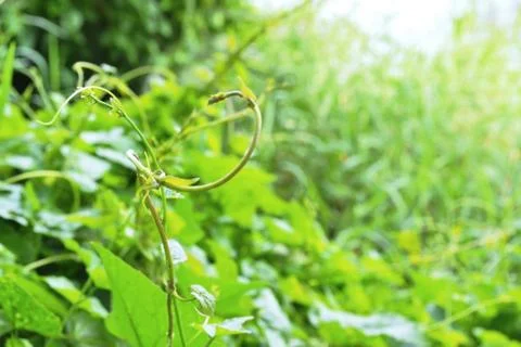 The vine ivy Stock Photos