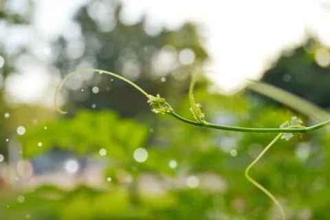 Vine ivy Stock Photos