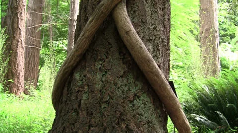 VINE KNOTTED AROUND TREE TRUNK FRONT TILT Stock Footage 25133540