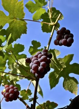 Vine laden with grapes Stock Photos