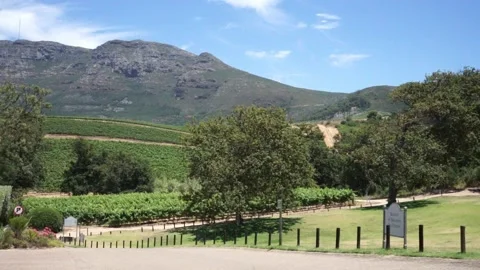 Vine landscape 1 Stock-Footage 149111507