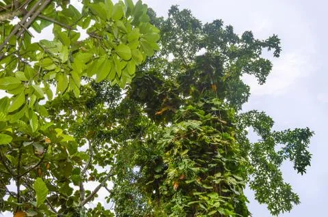 Vine with Large Green &amp; Yellow Leaves Climbing Tree Stock Photos
