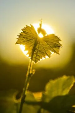 Vine Leaf and sun. Stock-Fotos