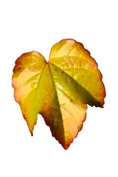 Vine leaf in autumn fall colour cut out and isolated 写真素材