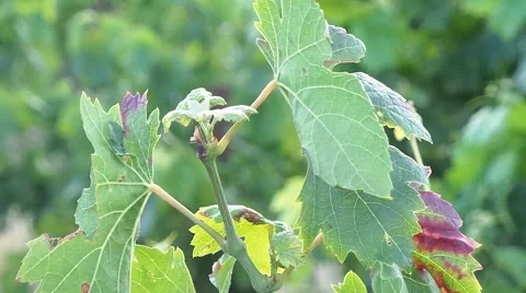 Vine leaf in autumn Stock Footage 50876136