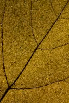 Vine leaf backlight macro closeup Stock Photos