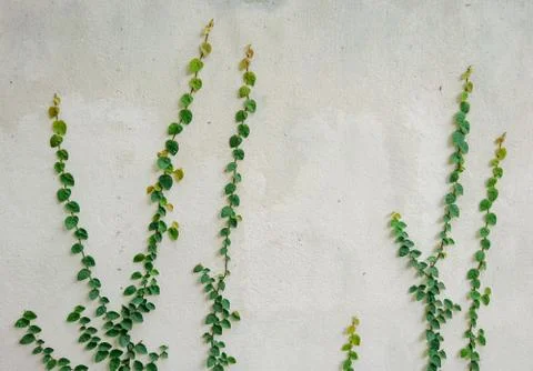 Vine leaf climbing on white wall Stock Photos