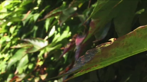Vine-leaf close up Stock Footage 530894
