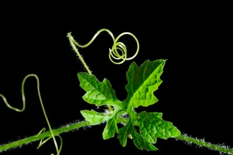 Vine leaf close-up Stock Photos