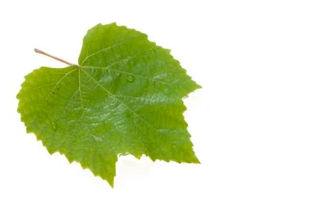 Vine leaf closup on white background Stock Photos