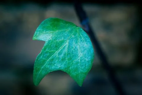 Vine leaf with cold tones Stock Photos