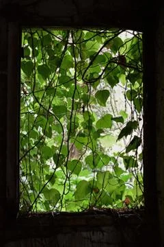 Vine leaf curtain broken window Stock Photos
