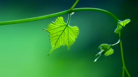 Vine leaf details. Grape vine closeup backdrop. Wine production concept Stock Footage 91586515
