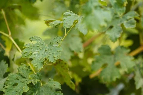 Vine leaf disease Stock Photos