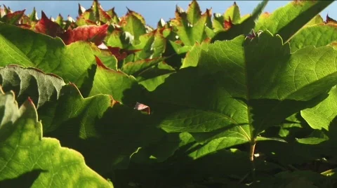Vine leaf fall Stock Footage 530897
