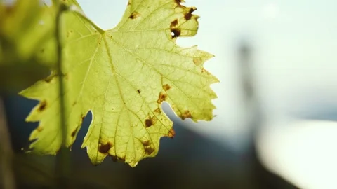 Vine leaf Stock Footage 130323963