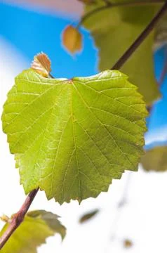Vine leaf Stock Photos