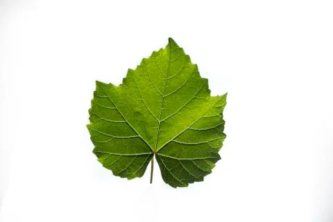 The vine leaf Stock Photos