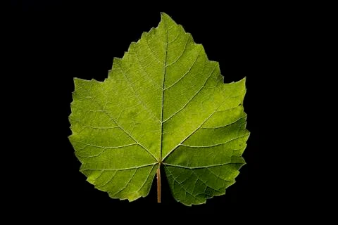 The vine leaf Stock Photos