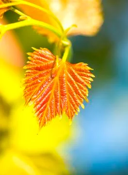 Vine leaf Stock Photos