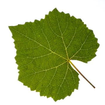 A vine leaf Stock Photos
