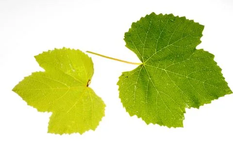 Vine leaf Foto stock