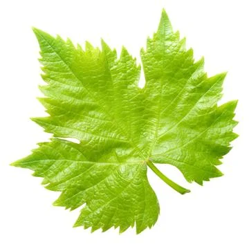 Vine leaf. Stock Photos