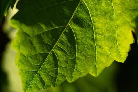 Vine leaf Stock Photos