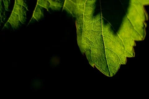 Vine leaf Stock Photos