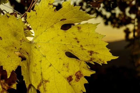 A vine leaf. Stock Photos