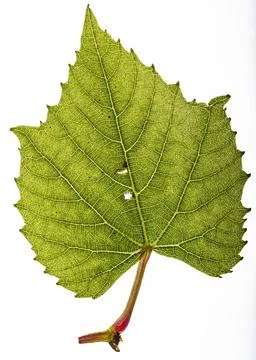 Vine leaf Stock Photos
