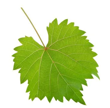 Vine leaf Stock Photos