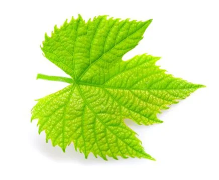 Vine leaf Stock Photos