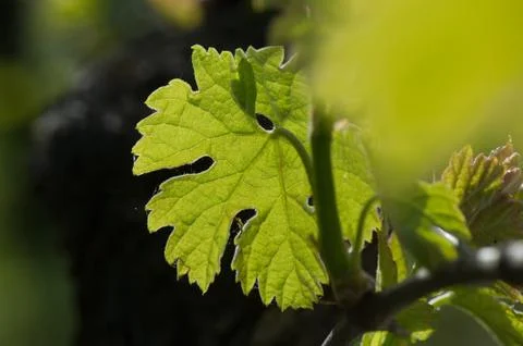 Vine Leaf in spring-Vineyard south west of France, Bordeaux Vineyard Stock-Fotos