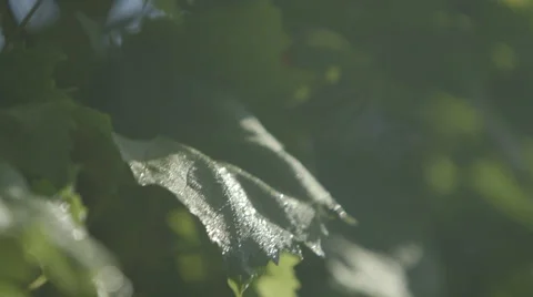 Vine Leaf In The Sun - Pan (Canon Log) Stock Footage 54468457