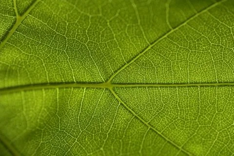 Vine leaf super macro Stock Photos