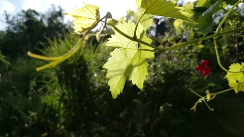 The vine leaf sways in the bright rays of the sun Видео 158558766