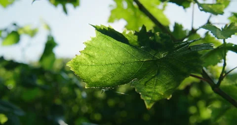 Vine leaf through sunbeam Video stock 169094233