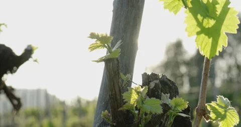 Vine leaf through sunbeam Video stock 169140883