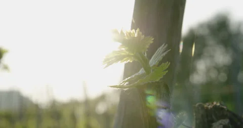 Vine leaf through sunbeam Video stock 169141030