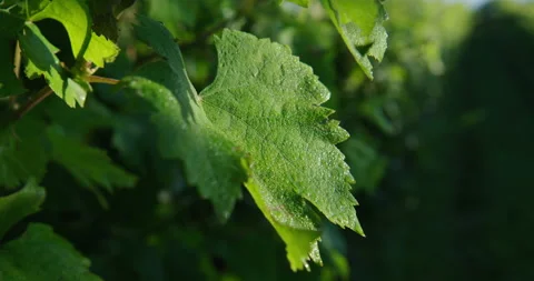Vine leaf wet with dew Video stock 169140754