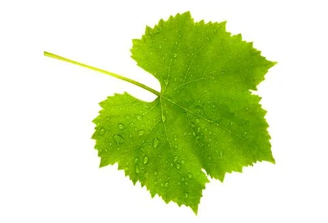 Vine leaf wet Stock Photos
