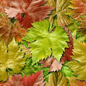 Vine leafage seamless background. Stock Photos