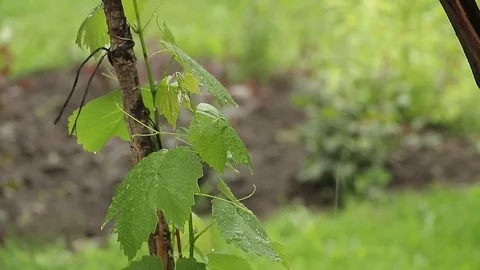 Vine leafs in the rain Stock Footage 75984686