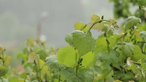 Vine leafs in the rain Stock Footage 75985013