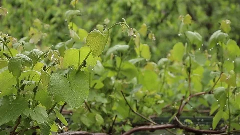 Vine leafs in the rain Stock Footage 75985015