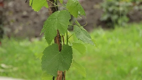 Vine leafs in the rain panorama Stock Footage 75987172