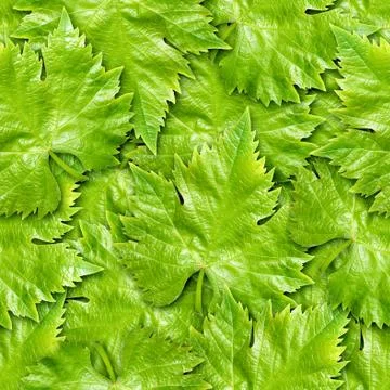 Vine leafs seamless background. Stock Photos