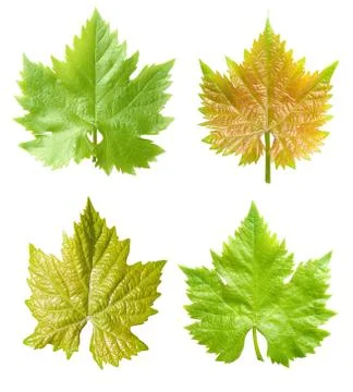Vine leafs set. Stock Photos